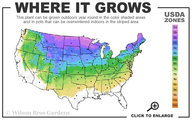 Spiral Dwarf Alberta Spruce Topiary - 7 Gallon Pot - Image 3