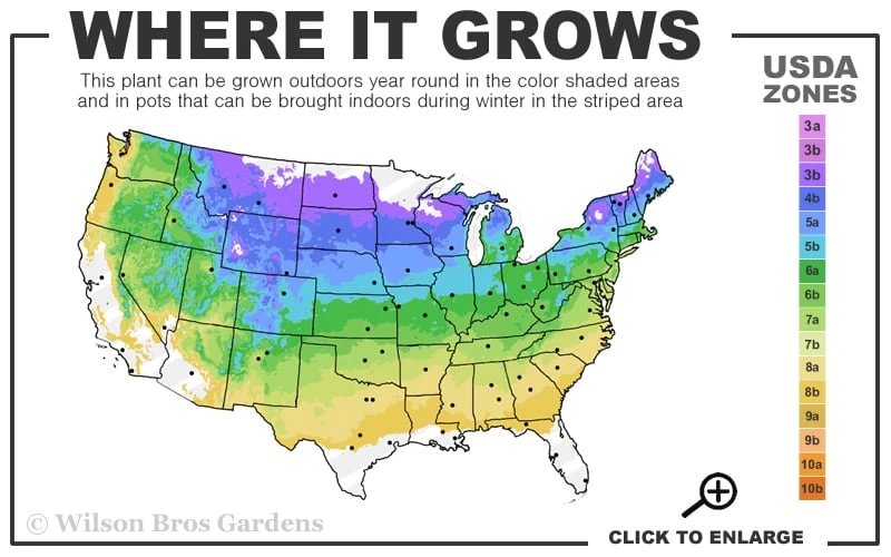 Gold Mop Threadleaf Cypress Tree (Standard Topiary) - 5 Gallon Pot - Image 3