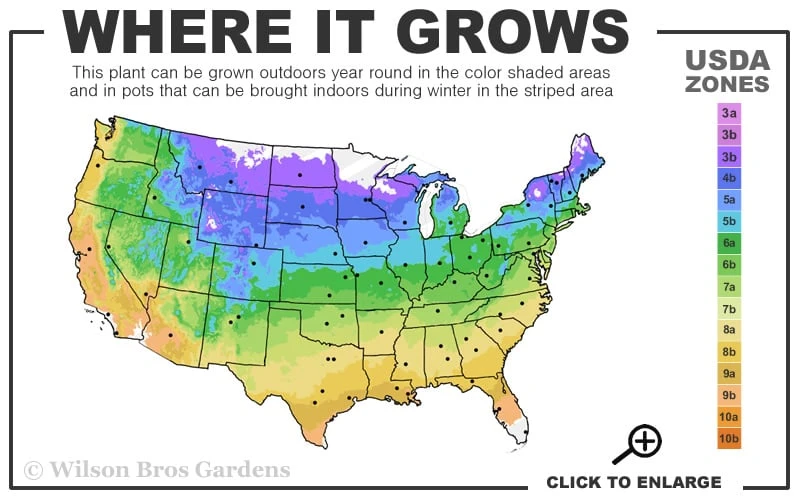 Blushing Bride Endless Summer Hydrangea - 1 Gallon Pot - Image 3