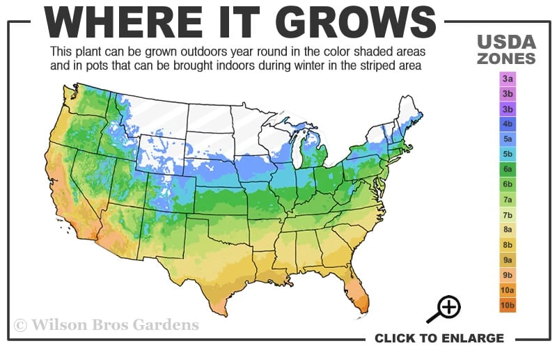 Silver Anniversary Yucca - 1 Gallon Pot - Image 3