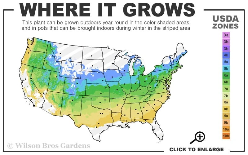 Kern's Pink Snowball Viburnum Bush - 2 Gallon Pot - Image 3