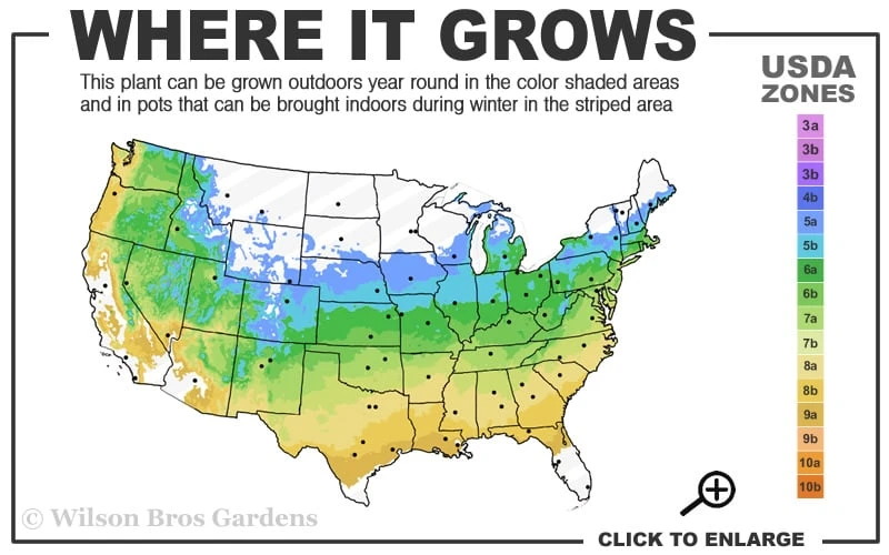 Jim's Pride White Summer Daphne - Daphne X Transatlantica - 1 Gallon Pot - Image 3