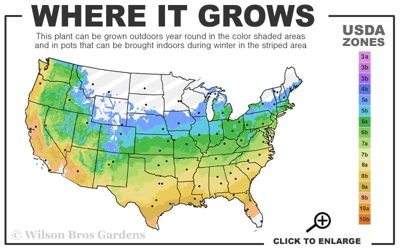 Pinball Wizard Dianthus - 1 Gallon Pot - Image 3