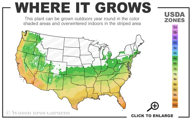 Madeline Hill Rosemary - 1 Gallon Pot - Image 3