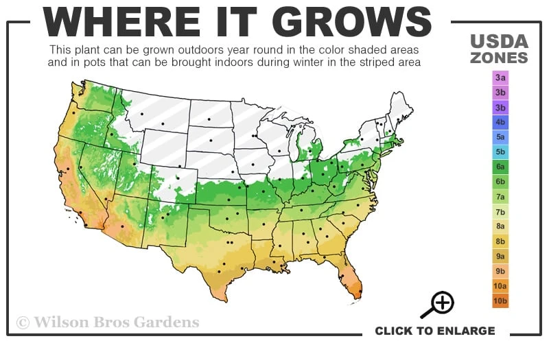 Henon Giant Gray Bamboo - Phyllostachys Nigra 'Henon' - 3 Gallon Pot (4-6') - Image 3