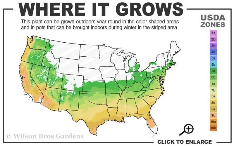 April Snow Camellia Japonica - 1 Gallon Pot - Image 3