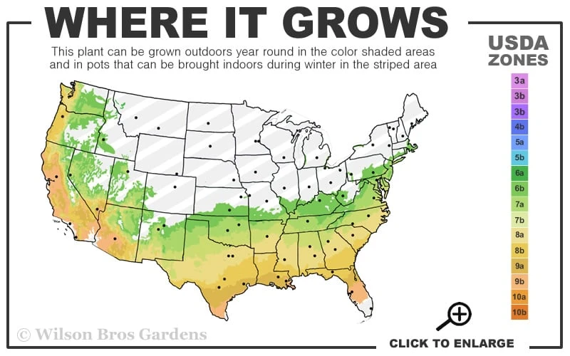 Purple Magic Crape Myrtle Tree (Multi Trunk) - 7 Gallon Pot - Image 3