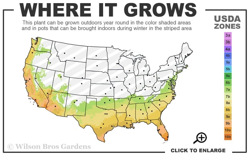 Fragrant Orange Tea Olive - Osmanthus Fragrans Aurantiacus - 5 Gallon Pot - Image 3
