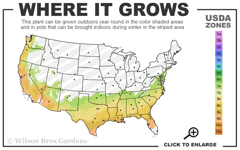 Marianni Variegated Pink Winter Daphne - 1 Gallon Pot - Image 3