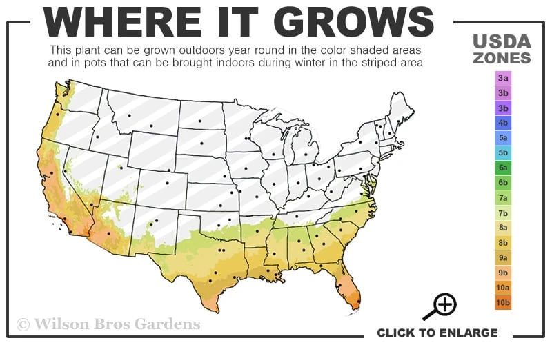 Feelin Blue Deodar Cedar (Single Trunk Tree Form) - 2 Gallon Pot - Image 3