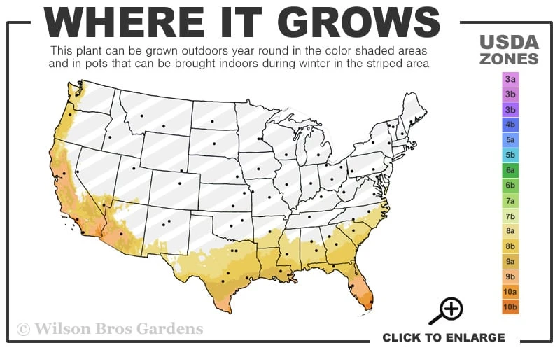 Bluey Cold Hardy Eucalyptus Tree (Eucalyptus Pulverulenta) - 2 Gallon Pot - Image 3