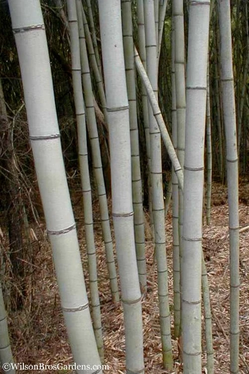 Henon Giant Gray Bamboo - Phyllostachys Nigra 'Henon' - 3 Gallon Pot (4-6') - Image 4