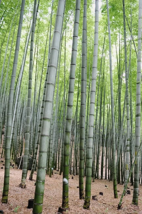 Henon Giant Gray Bamboo - Phyllostachys Nigra 'Henon' - 3 Gallon Pot (4-6') - Image 6