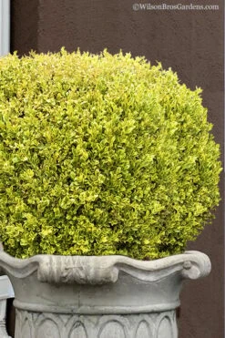 Golden Triumph Variegated Dwarf Boxwood - 3 Gallon Pot
