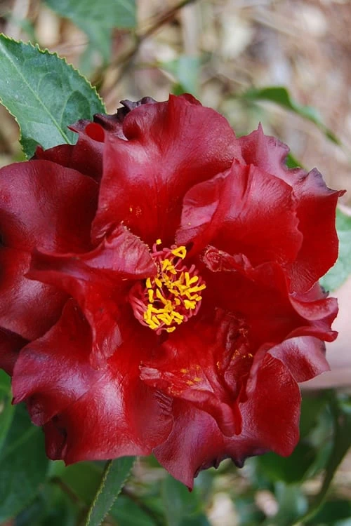 Black Magic Camellia Japonica - 3 Gallon Pot - Image 4