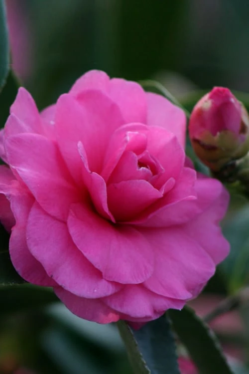 Chansonette Dwarf Weeping Camellia Sasanqua - 3 Gallon Pot - Image 4