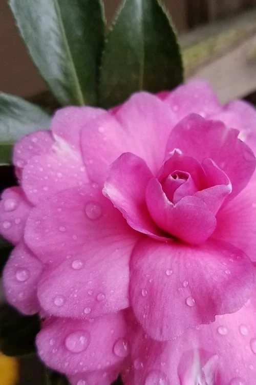 Chansonette Dwarf Weeping Camellia Sasanqua - 3 Gallon Pot - Image 5