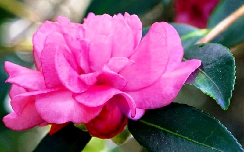 Chansonette Dwarf Weeping Camellia Sasanqua - 3 Gallon Pot - Image 7