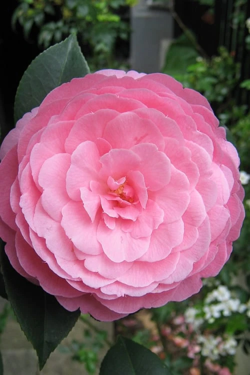 E.G. Waterhouse Camellia - Williamsii Hybrid - 3 Gallon Pot