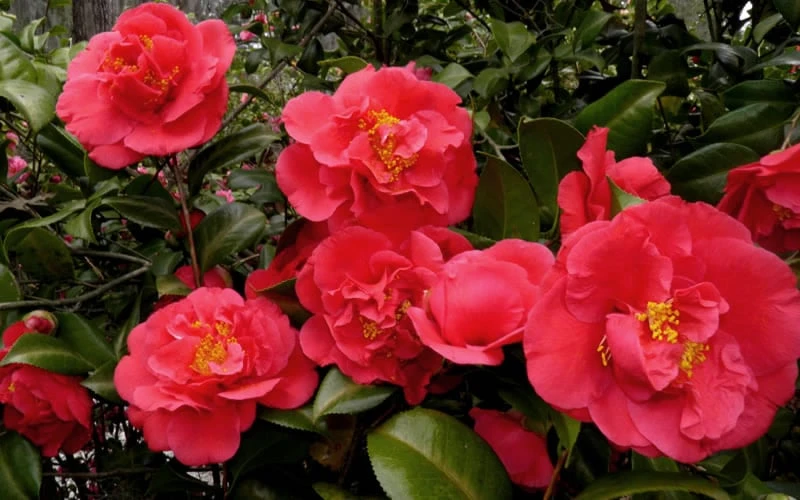 Kramers Supreme Red Double Camellia Japonica - 2 Gallon Pot - Image 4