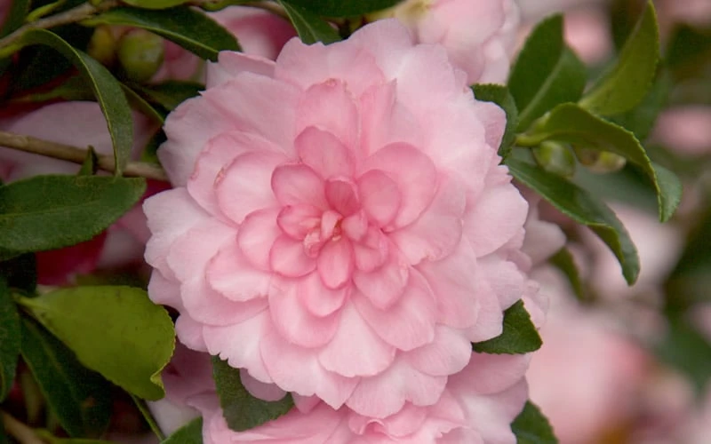October Magic Pink Perplexion Camellia - 3 Gallon Pot - Image 4