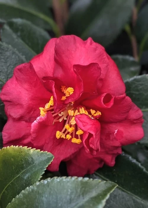 Reverend Ida Red ShiShi Gashira Dwarf Camellia Sasanqua - 3 Gallon Pot - Image 4