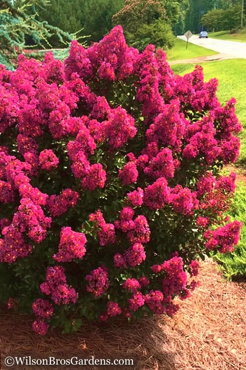 Berry Dazzle Dwarf Crape Myrtle - 2 Gallon Pot - Image 5
