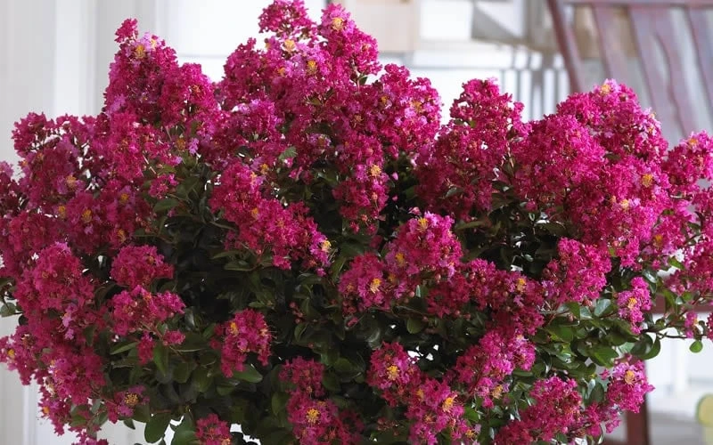 Berry Dazzle Dwarf Crape Myrtle (Single-Trunk Topiary) - 7 Gallon Pot - Image 5