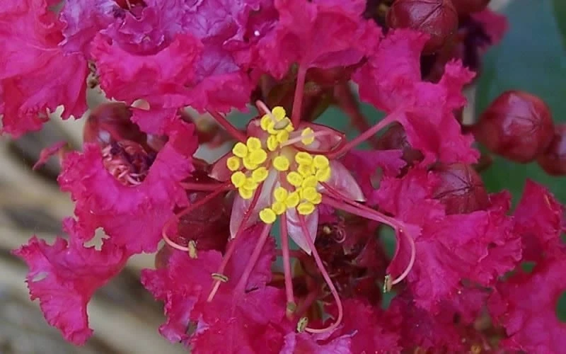 Berry Dazzle Dwarf Crape Myrtle (Single-Trunk Topiary) - 7 Gallon Pot - Image 6