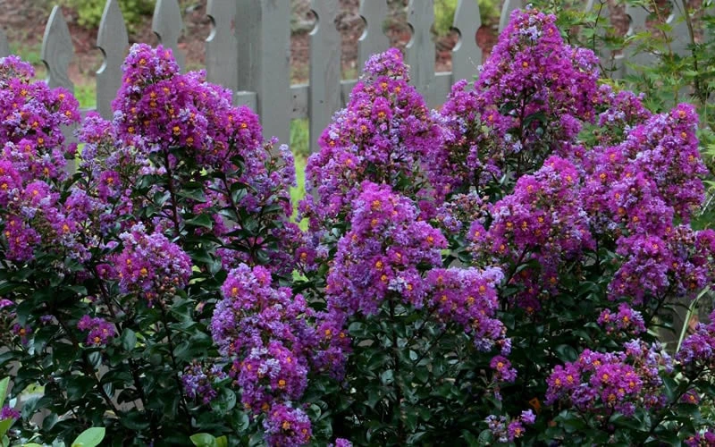 Purple Magic Crape Myrtle Tree (Multi Trunk) - 7 Gallon Pot - Image 6