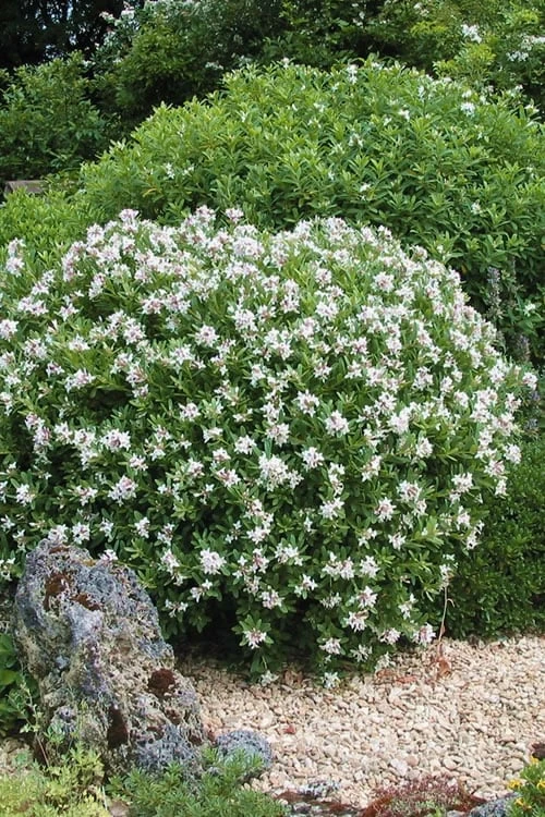 Eternal Fragrance Pink Summer Daphne - Daphne X Transatlantica 'BLAFRA' - 1 Gallon Pot - Image 5