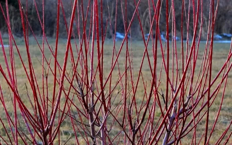 Variegated Dappled Willow Tree - Salix Integra 'Hakuro Nishiki' - 5 Gallon Pot - Image 4