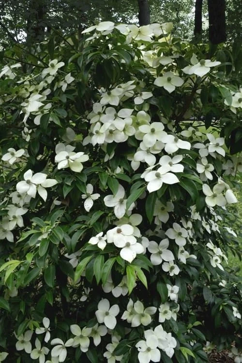 Empress Of China Dogwood - 5 Gallon Pot - Image 5