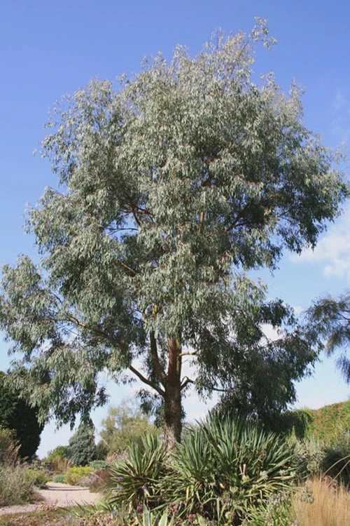 Angus Cold Hardy Eucalyptus Tree (Eucalyptus Nicholii) - 3 Quart Pot - Image 7