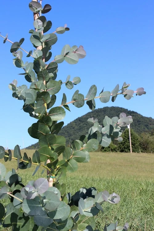 Big O Cold Hardy Eucalyptus Tree (Eucalyptus Neglecta) - 2 Gallon Pot - Image 6