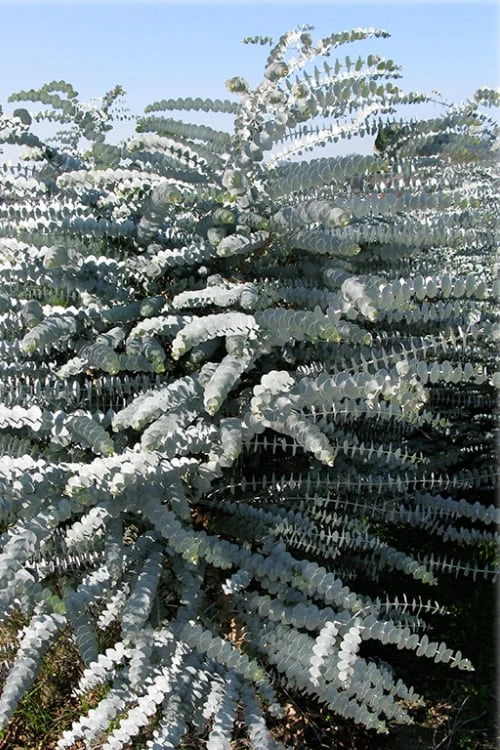 Bluey Cold Hardy Eucalyptus Tree (Eucalyptus Pulverulenta) - 5 Gallon Pot - Image 9