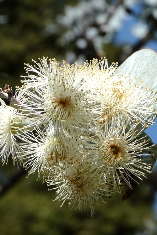 Bluey Cold Hardy Eucalyptus Tree (Eucalyptus Pulverulenta) - 5 Gallon Pot - Image 8