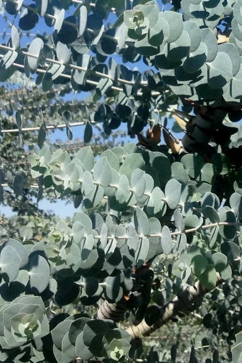 Bluey Cold Hardy Eucalyptus Tree (Eucalyptus Pulverulenta) - 1 Gallon Pot - Image 5