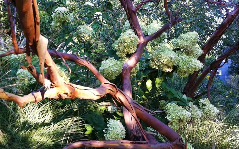 Funky Monkey Cold Hardy Eucalyptus Tree (Eucalyptus Parvula) - 1 Gallon Pot - Image 5