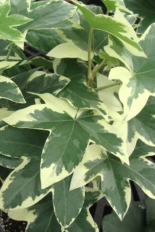 Angyo Star Fatshedera - 3 Gallon Pot