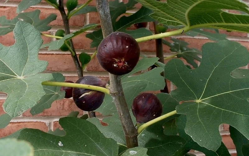 Chicago Cold Hardy Fig Tree - 3 Gallon Pot - Image 4