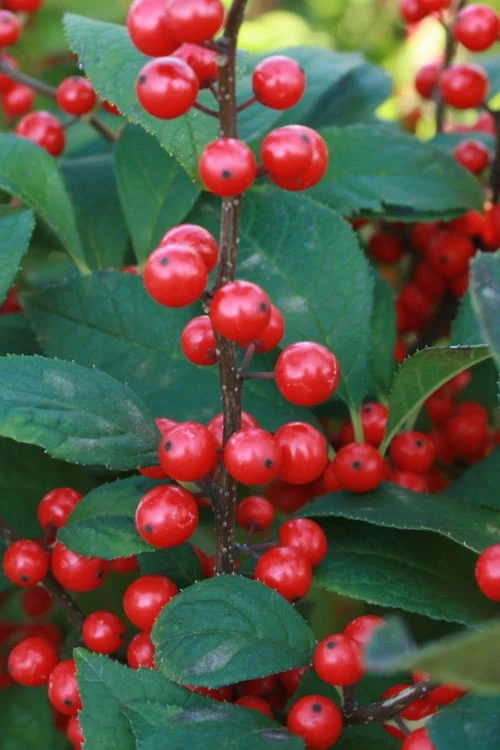 Male & Female Winterberry Holly Combo (2-Pack Of 3 Gallon Pots) - Image 7