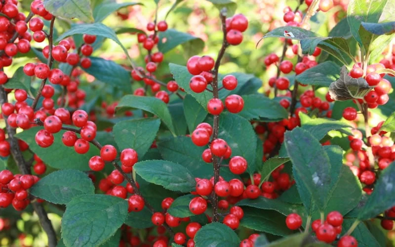 Male & Female Winterberry Holly Combo (2-Pack Of 3 Gallon Pots) - Image 8