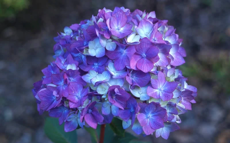 Bloomstruck Endless Summer Hydrangea - 1 Gallon Pot - Image 4