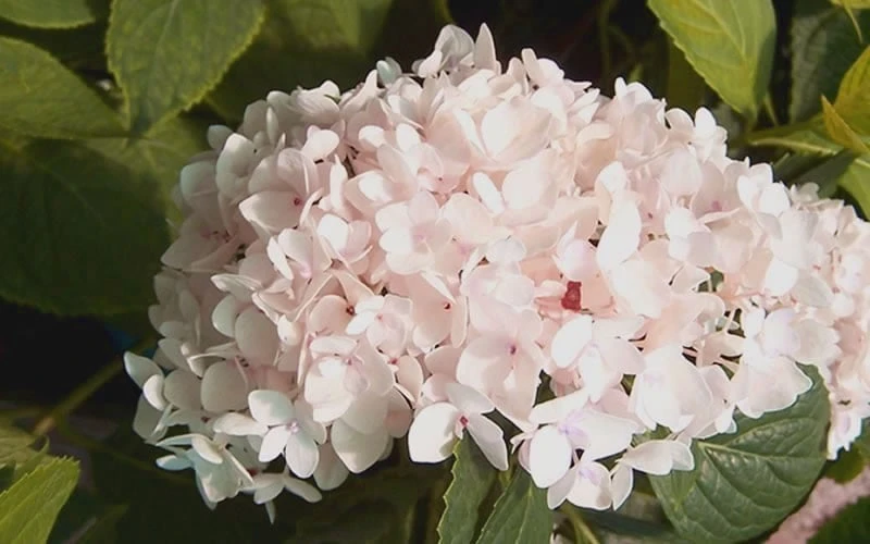 Blushing Bride Endless Summer Hydrangea - 1 Gallon Pot - Image 4