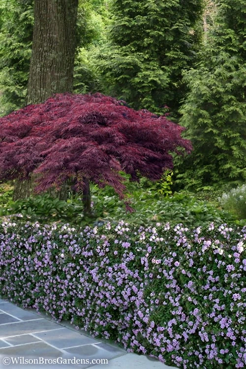 Trailing Lavender Lantana - 5 Pack Of Pint Pots - Image 5