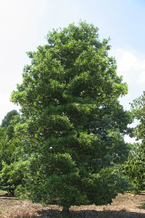 Green Shadow Sweetbay Magnolia Tree (Magnolia Virginiana) - 3 Gallon Pot (4-5') - Image 4