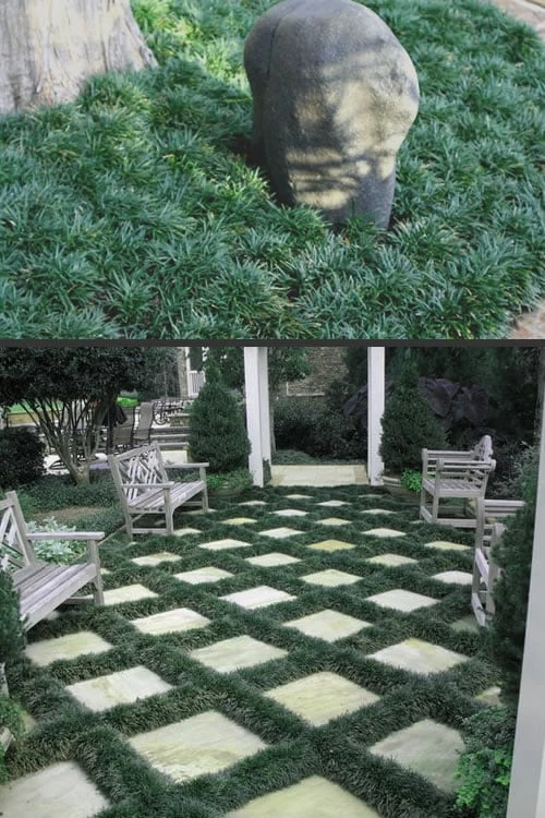 Dwarf Mondo Grass - 18 Count Flat Of Pint Pots - Image 4