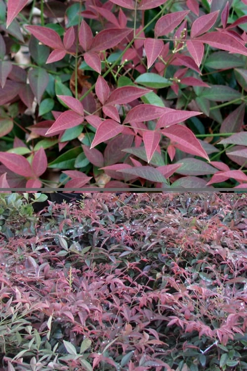 Flirt Dwarf Nandina - 6 Pack Of 1 Gallon Pots - Image 6