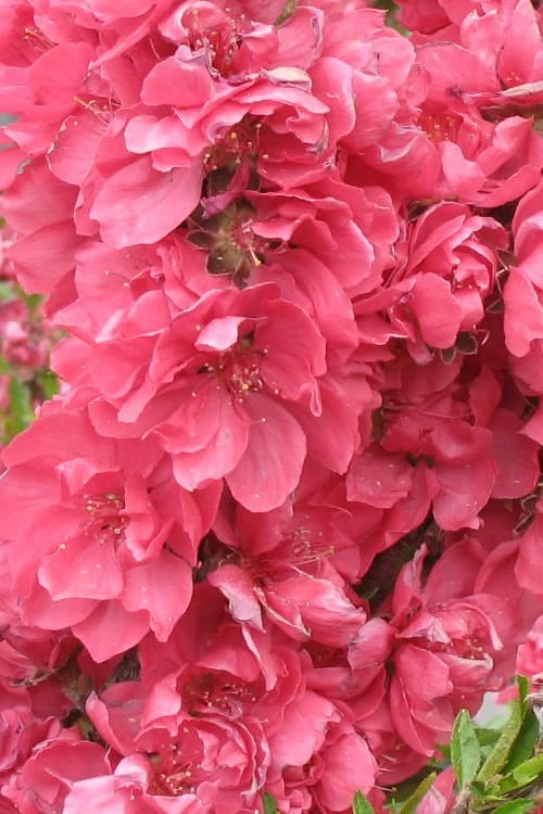 Bonanza Dwarf Patio Peach Tree - 5 Gallon - Image 4